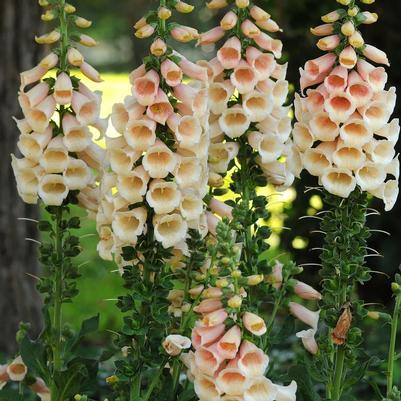 Digitalis purpurea Dalmatian Peach