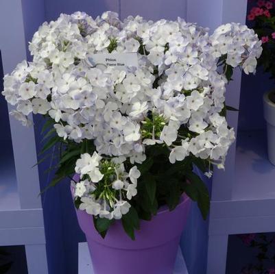 Phlox paniculata Blue Flame&trade;