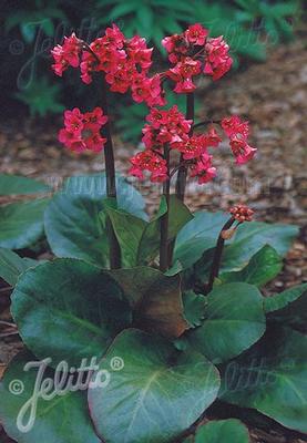 Bergenia cordifolia Winterglut