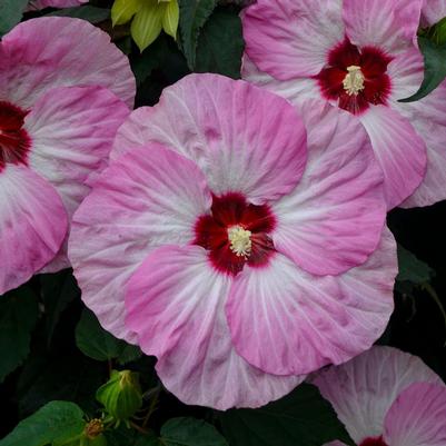 Hibiscus x Summerific&reg; Spinderella