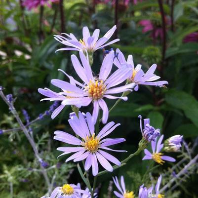 Aster oolentangiensis 