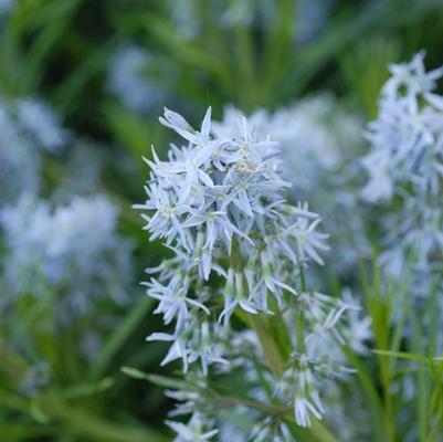 Amsonia hubrichtii 