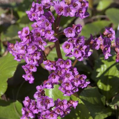 Bergenia cordifolia 