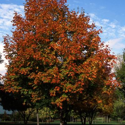 Acer nigrum Green Column