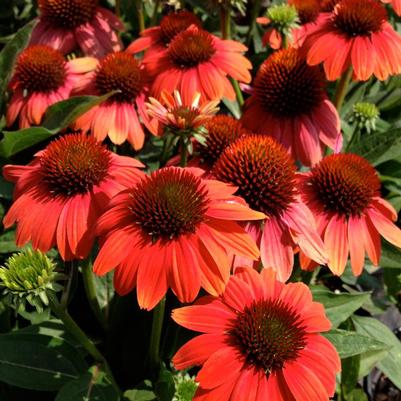 Echinacea x Balsomcor