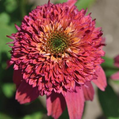 Echinacea x Balscblum