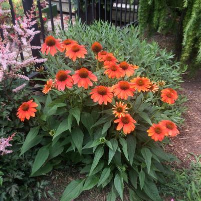 Echinacea x Balsomenco