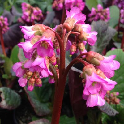 Bergenia x Eden's Dark Margin