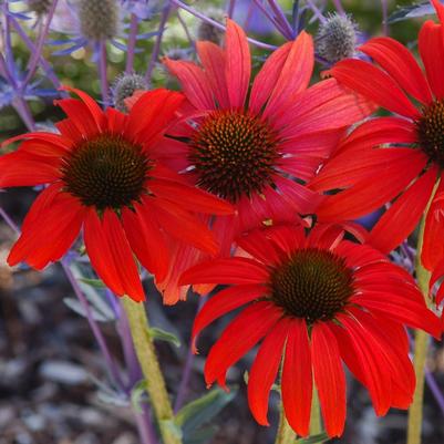 Echinacea x Tomato Soup