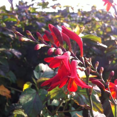 Crocosmia x Emberglow