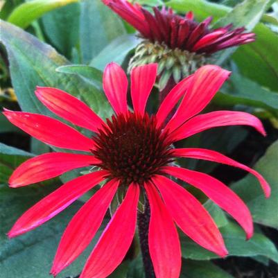 Echinacea x Solar Flare