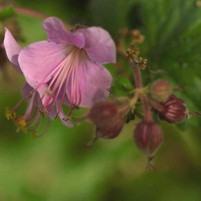 Geranium macrorrhizum Ingwersen's Variety