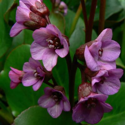 Bergenia x Eroica