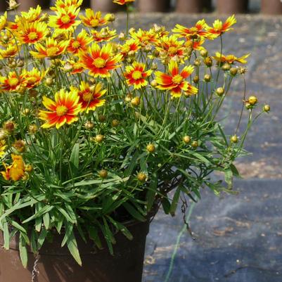 Coreopsis x Daybreak