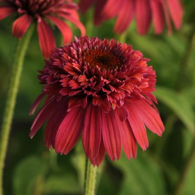 Echinacea x Balsceras