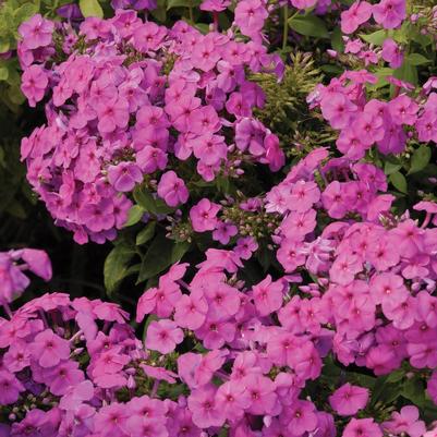 Phlox paniculata Bartwelve