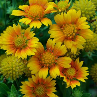 Gaillardia x grandiflora Arizona Apricot