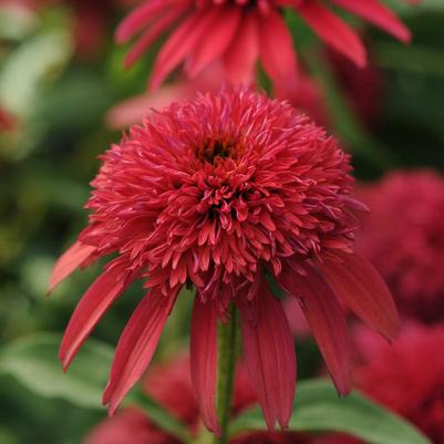Echinacea x Balscanery