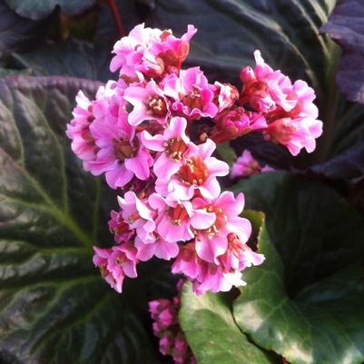 Bergenia x Magic Giant