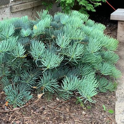 Abies concolor La Veta