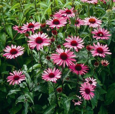 Echinacea purpurea Rubinstern
