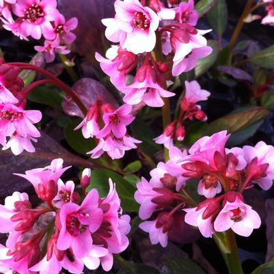 Bergenia x Pink Dragonfly