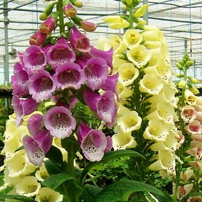 Digitalis purpurea Excelsior Hybrids