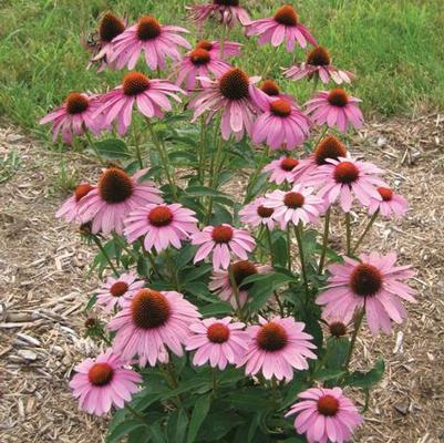 Echinacea purpurea Prairie Splendor