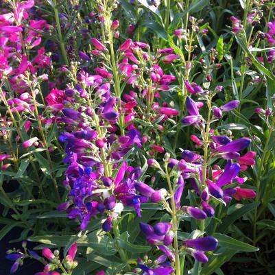 Penstemon barbatus Nana Rondo Mix