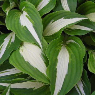 Hosta Night Before Christmas