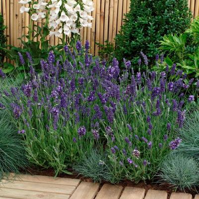 Lavandula angustifolia Ellagance Purple