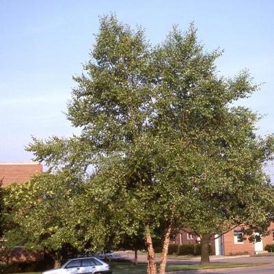 Betula nigra 