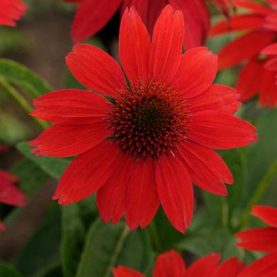 Echinacea x Balsomsed (Salsa Red Coneflower)