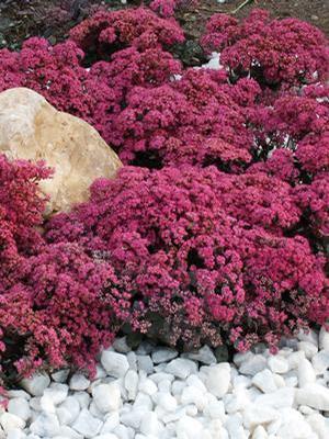 Sedum x Dazzleberry (Stonecrop)