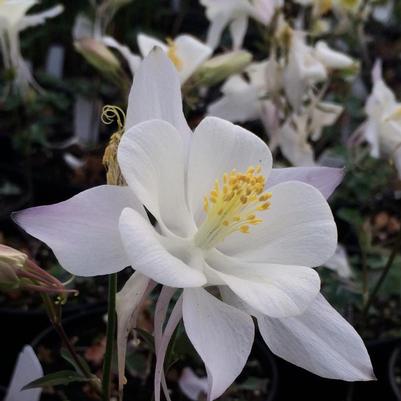 Aquilegia x Songbird Dove