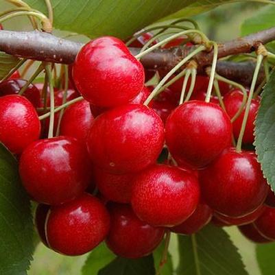 Cherry-Shrub Romance Crimson Passion