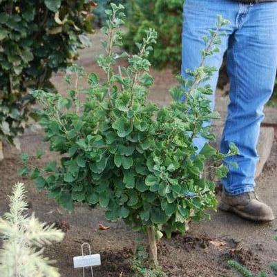 Ginkgo biloba Jade Butterflies