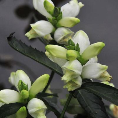 Chelone glabra Black Ace