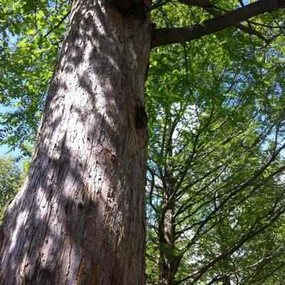 Metasequoia glyptostroboides 