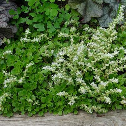 Sedum ternatum Larinem Park