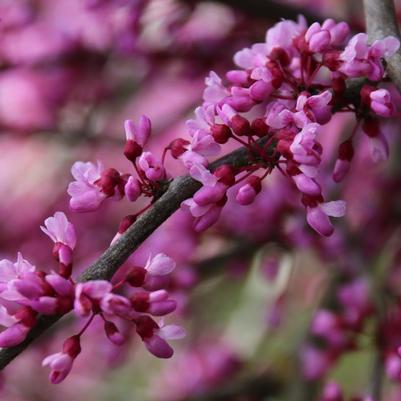 Cercis canadensis Pink Heartbreaker