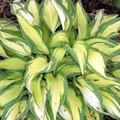 Hosta Moonstruck