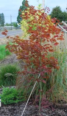 Acer palmatum JN4