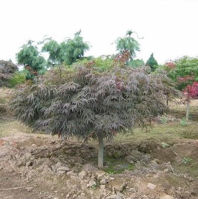 Acer palmatum dissectum Nigrum