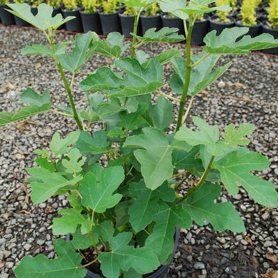 Ficus carica Desert King