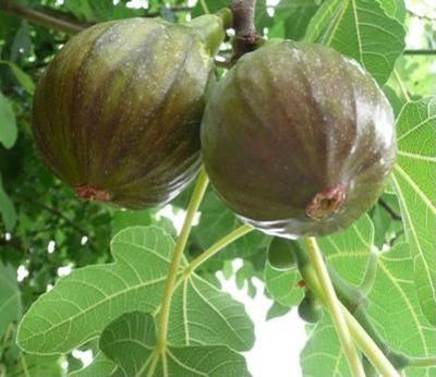 Ficus carica Olympian