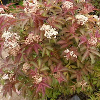 Sambucus nigra Serenade&trade;