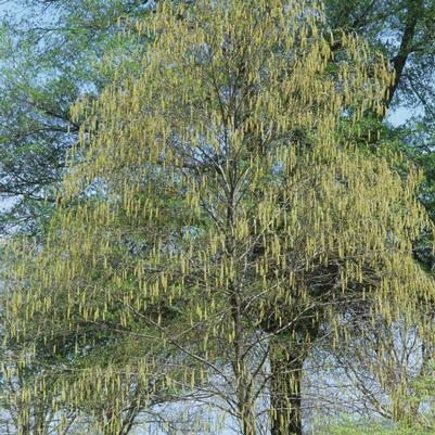 Betula lenta 