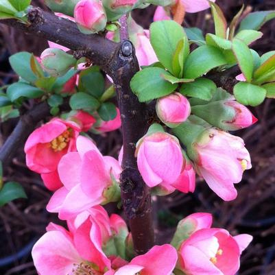 Chaenomeles x superba Pink Lady