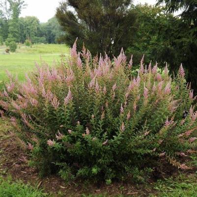 Spiraea tomentosa 